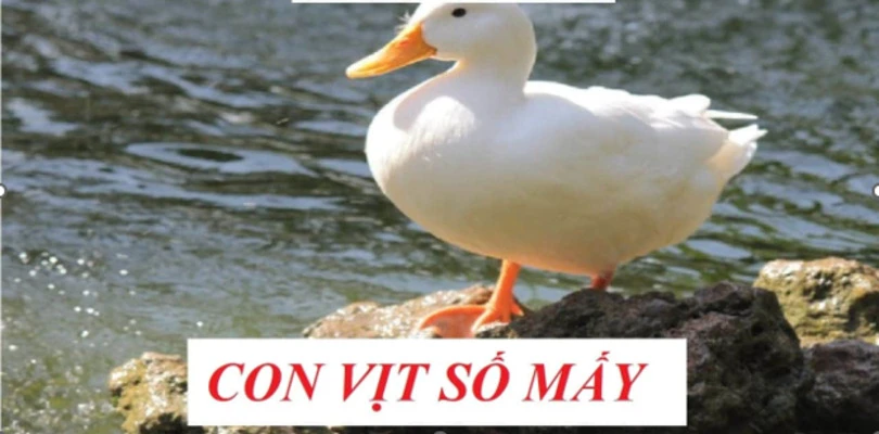 giai-ma-giac-mo-thay-vit-con-so-may-man-danh-de