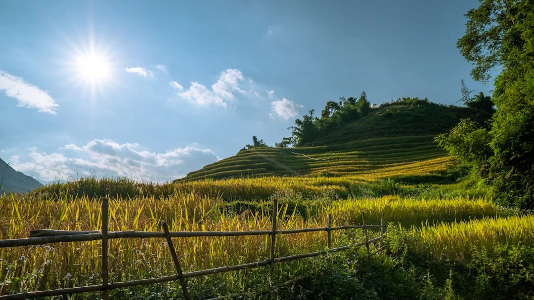Công viên yên bình vay vang trải sáng mặt trời, phù hợp cho thiền chánh niệm