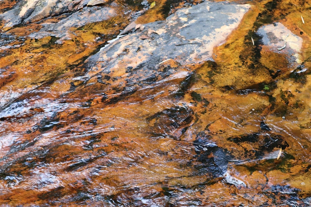 lá thu trên dòng suối Việt Nam