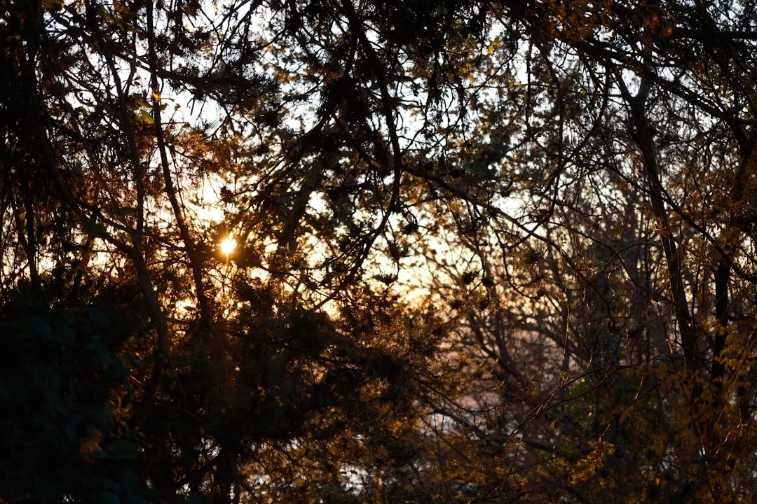 Tập hợp hình ảnh các loại âm thanh thiên nhiên: sóng biển, mưa, rừng cho thiền mindfulness