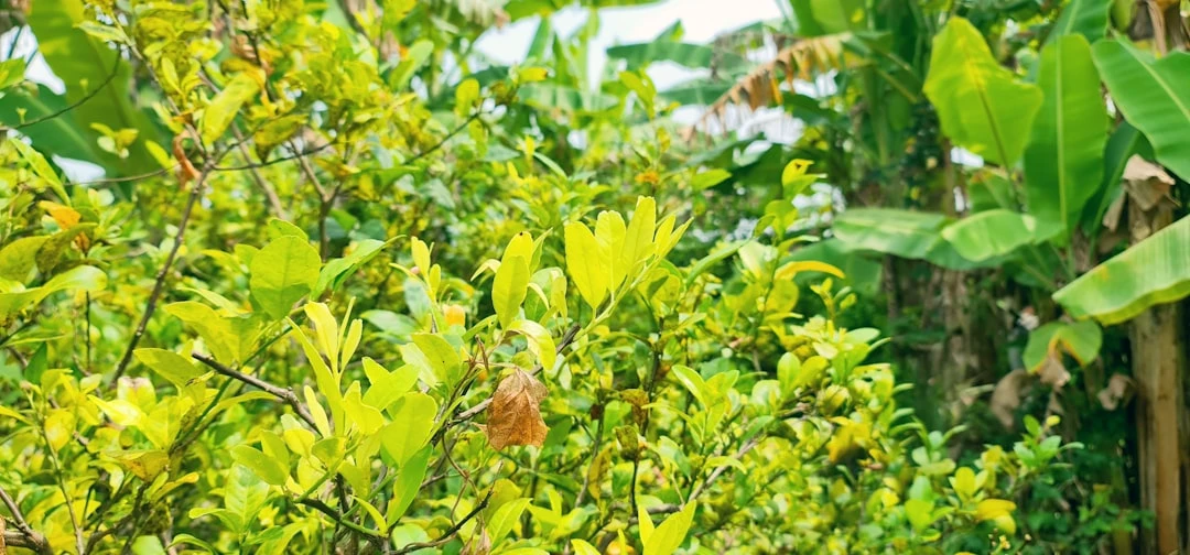 Thiền trường sinh học - hệ sinh thái tự nhiên với ánh sáng, nhiệt độ và nước cân bằng