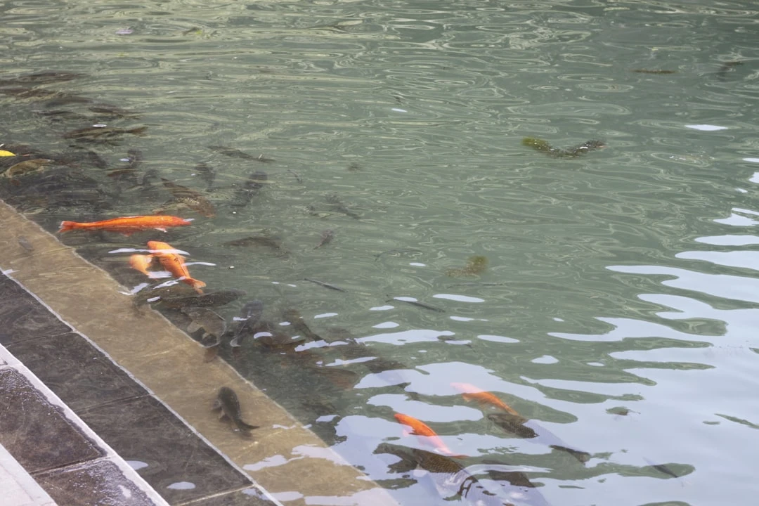 Thức ăn phong phú cho cá bảy màu.