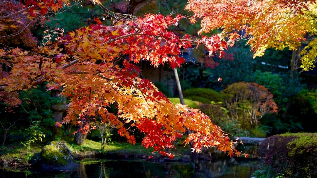 thien-zen-nhat-ban-mot-chang-duong-toi-su-binh-yen